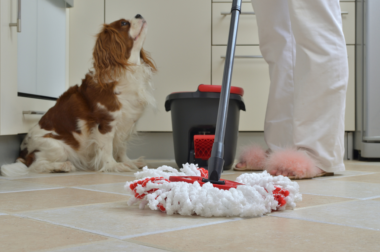 chien cavalier King Charles dans la cuisine avec une personne qui passe la serpillière