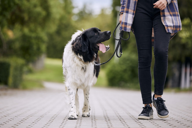chien noir et blanc qui se promène