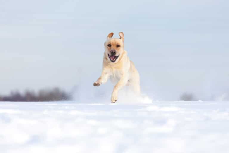 chien en train de courir dans la neige