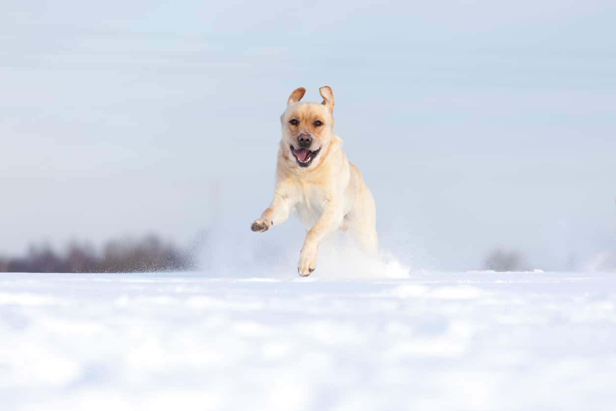 chien en train de courir dans la neige
