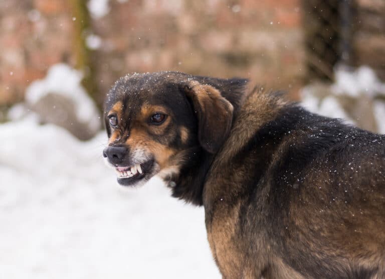 chien en train de sourire
