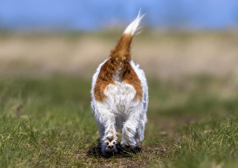 chien marche la queue en l'air