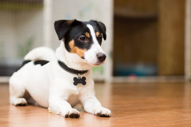 petit jack Russel avec un médaillon en forme d'os