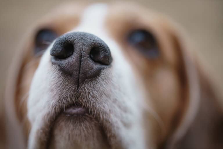 gros plan sur la truffe d'un beagle
