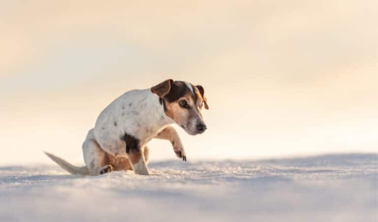 jack Russel dans la neige