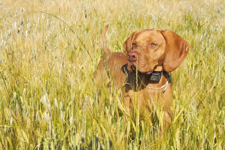 chien de chasse avec collier électrique