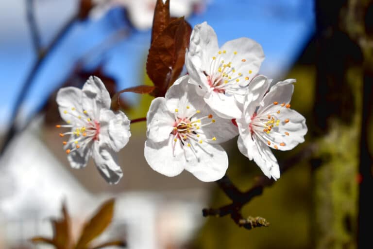 fleurs blanches