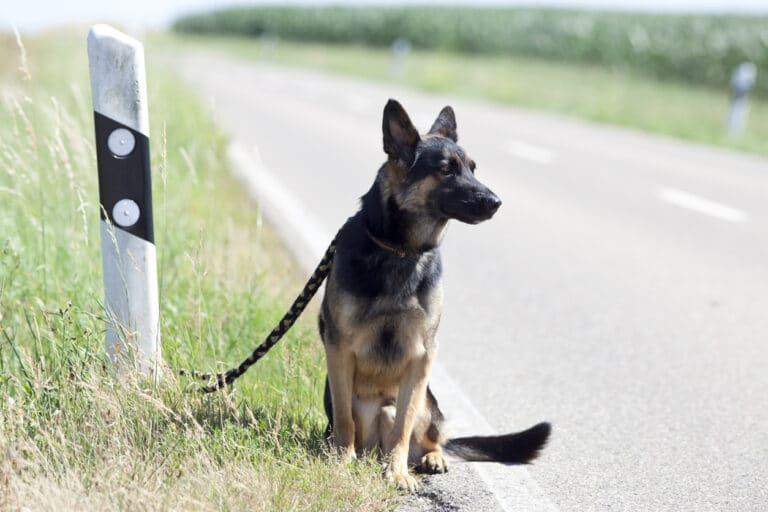 jeune chien abandonné