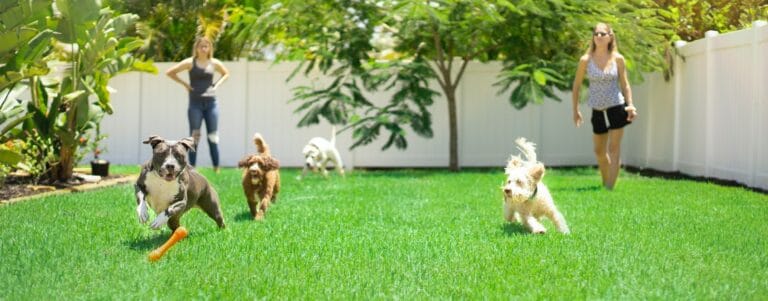 chiens qui jouent ensemble