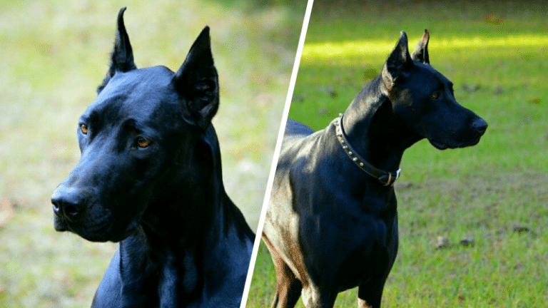 chien de race Doberdane