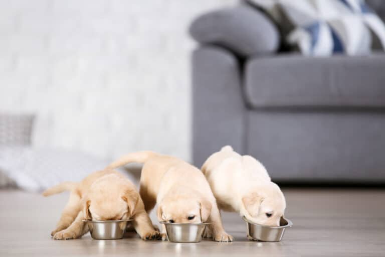 chiots en train de manger