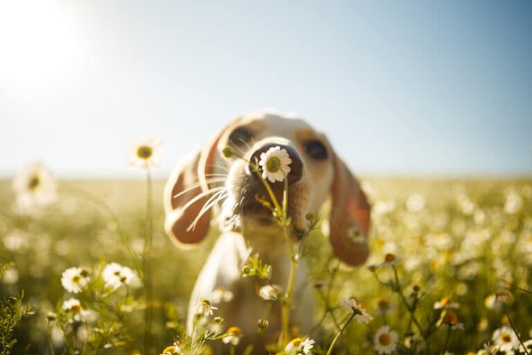 chien qui renifle une fleur de printemps