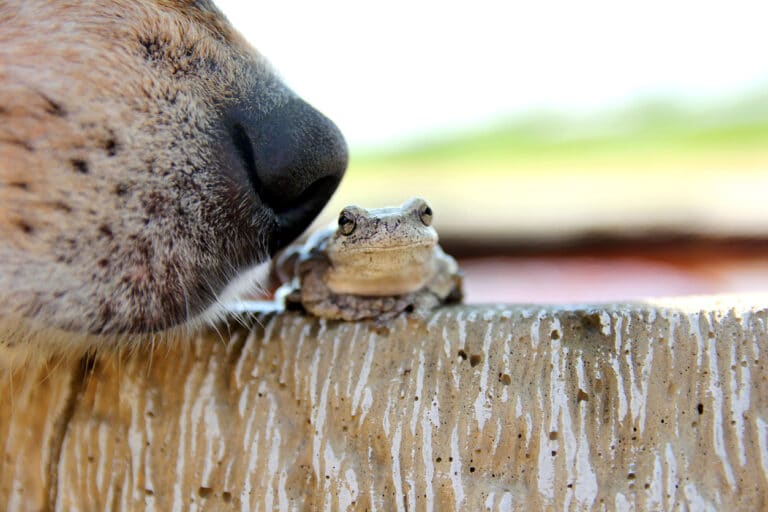 chien en train de renifler une grenouille