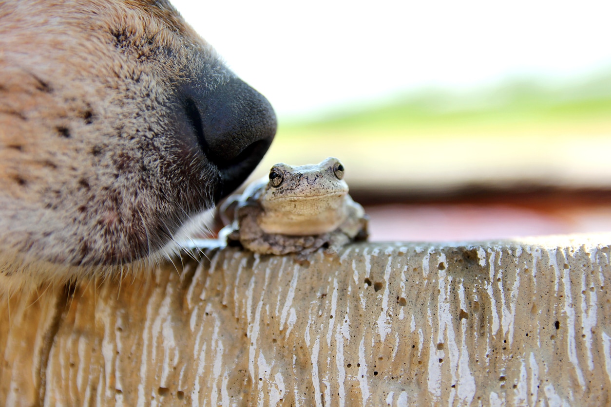 chien en train de renifler une grenouille