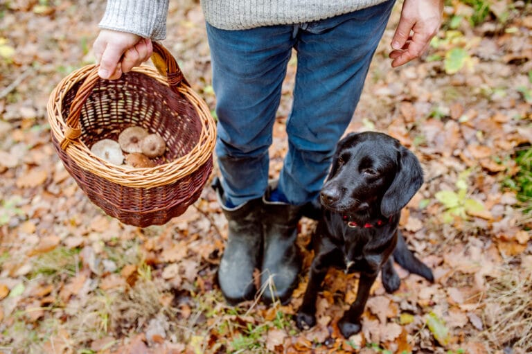 chien et son maitre en train de cueillir des champignons