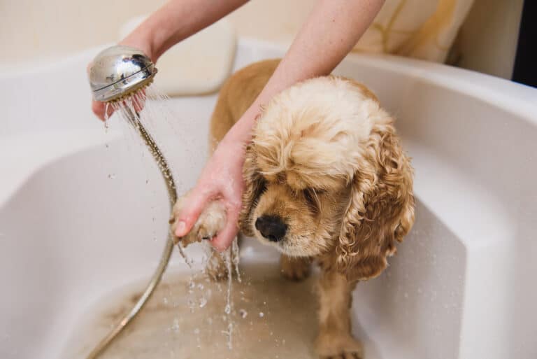 chien en train de se faire laver dans une baignoire
