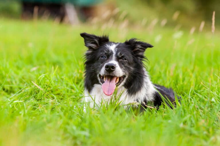 border collie couché dans un pré