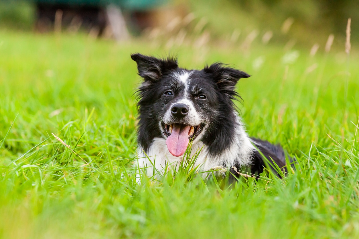 border collie couché dans un pré