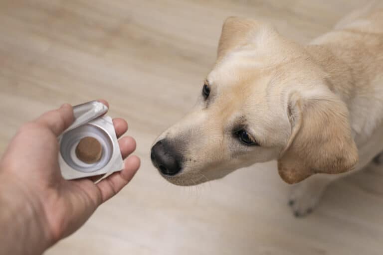 Chien vermifuge comprimé