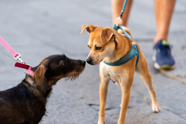 rencontre de deux chiens en laisse