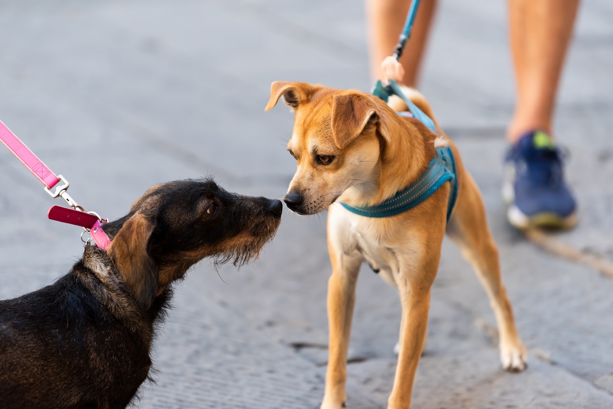 rencontre de deux chiens en laisse