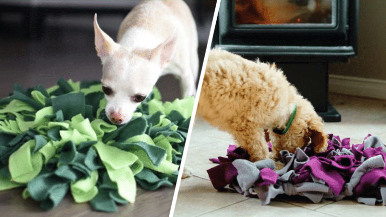chiens qui jouent avec leur tapis de fouille