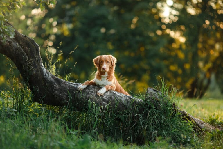 chien qui pose sur un arbre couché