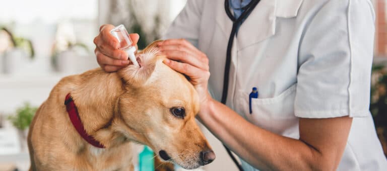 vétérinaire en train de nettoyer les oreilles d'un chien