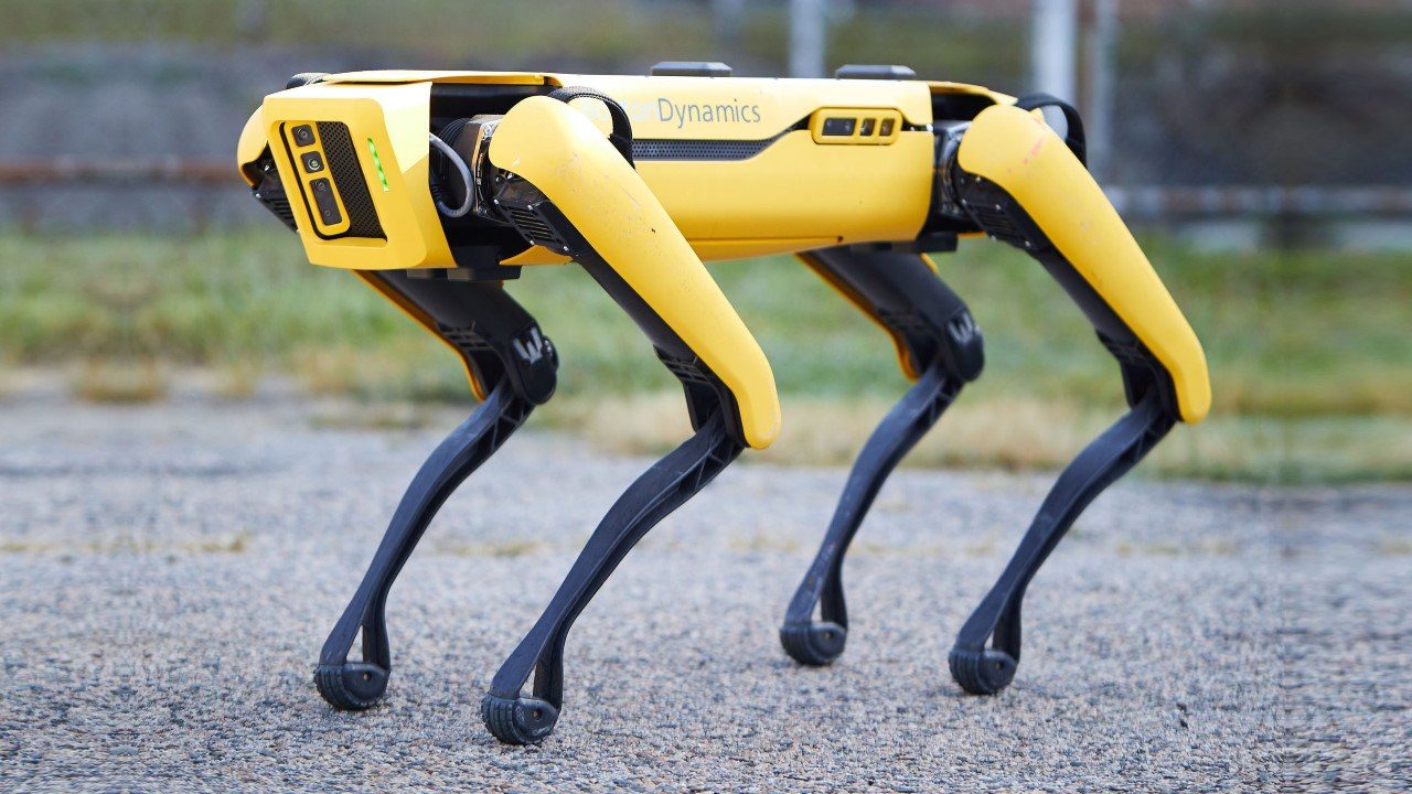 spot chien robot