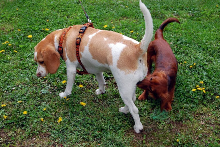 chiens qui se reniflent