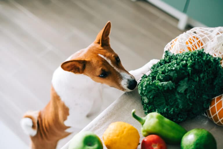 chien curieux en train de renifler des légumes sur une table