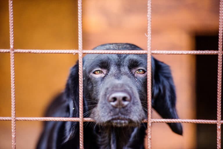 chien derrière la grille d'une cage dans un refuge