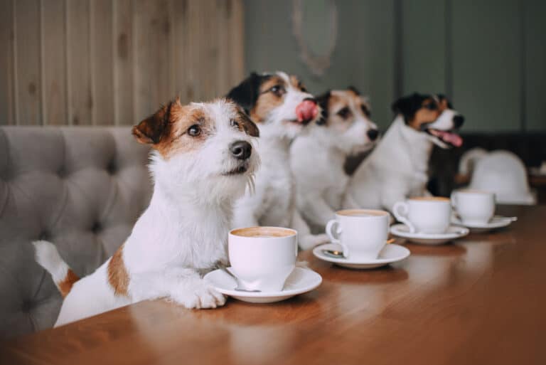 jack russel avec un café