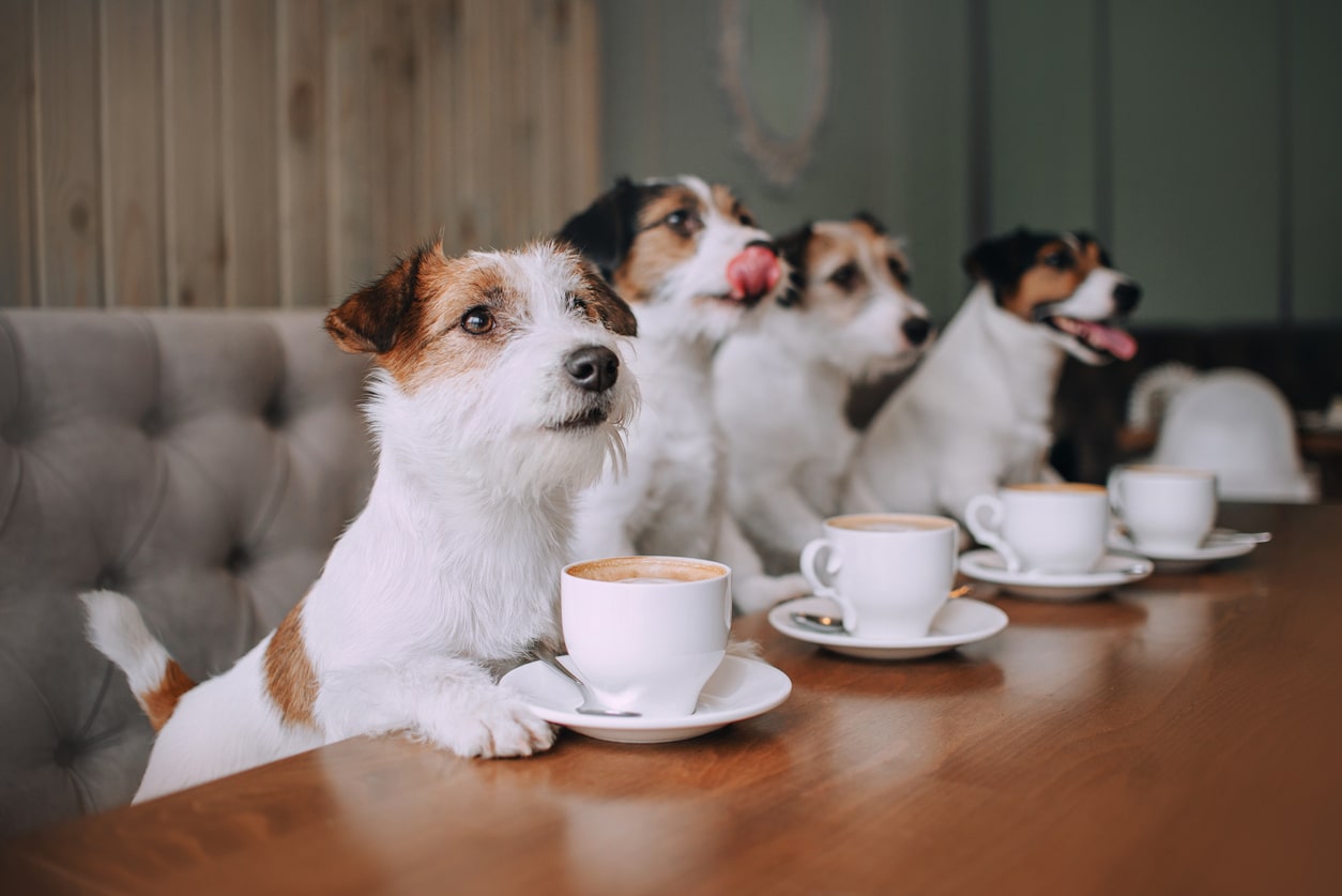 jack russel avec un café