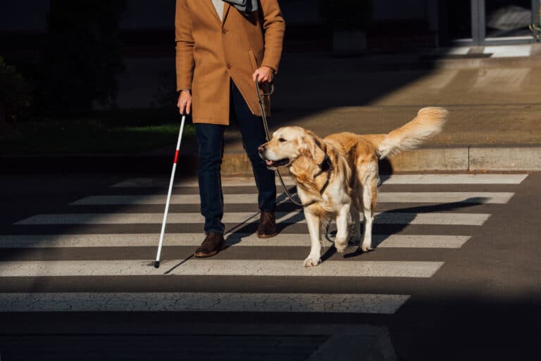 chien guide golden retriever en train de traverser un passage piéton avec son maitre