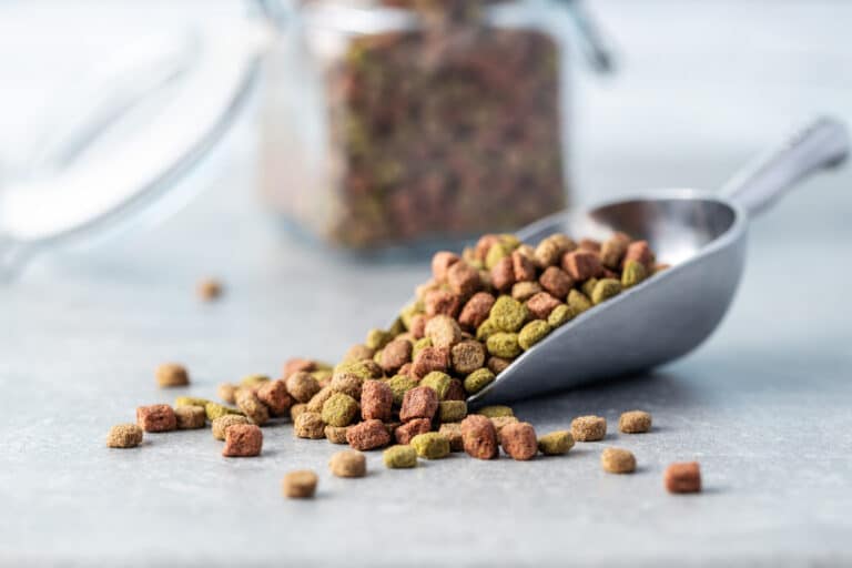 croquettes pour chien