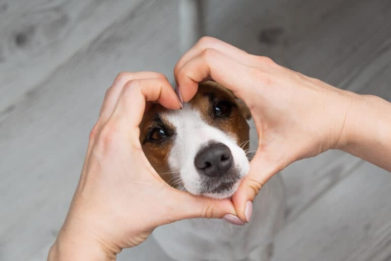 jack russel