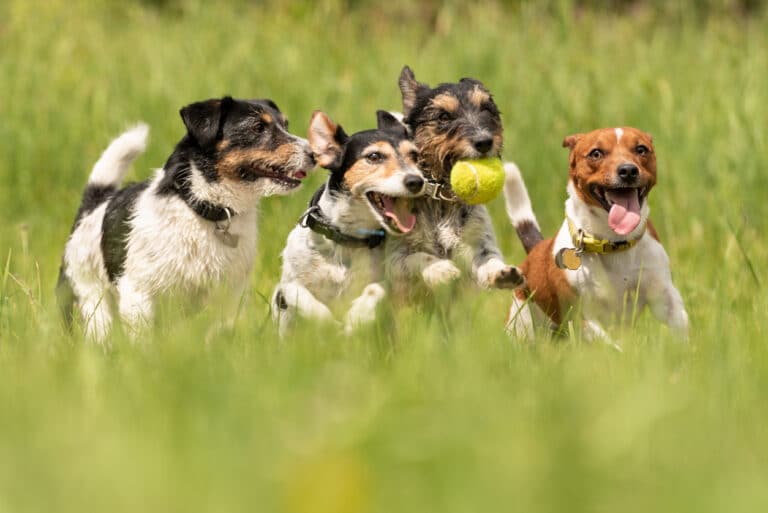 chiens qui courent dans un champ