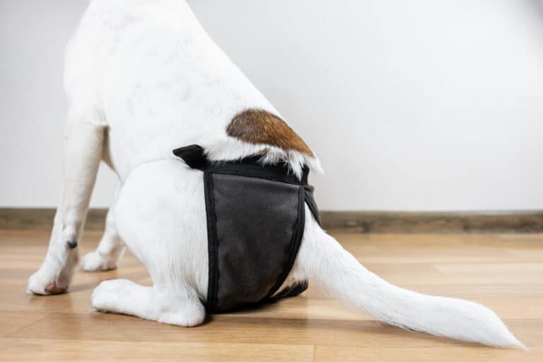 chien avec une culotte de protection
