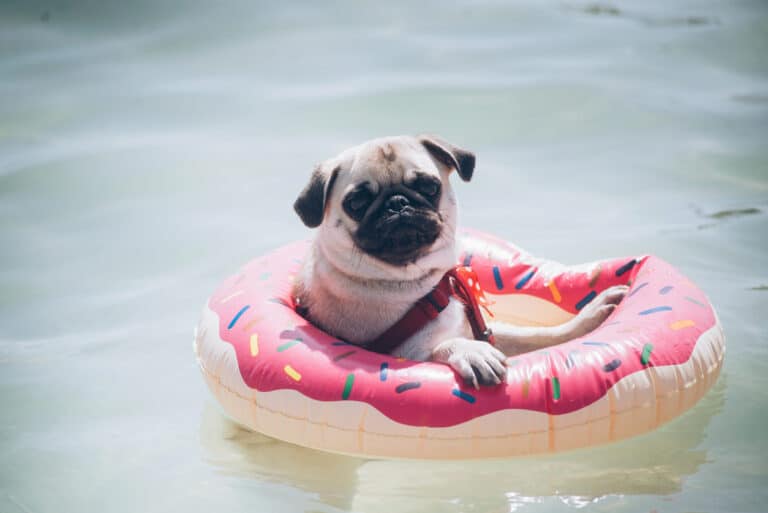 chien qui se baigne avec une bouée