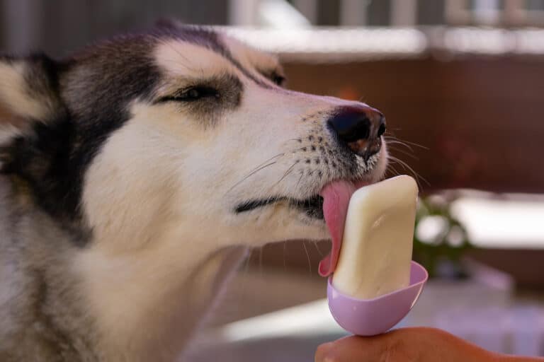 chien en train de manger une glace