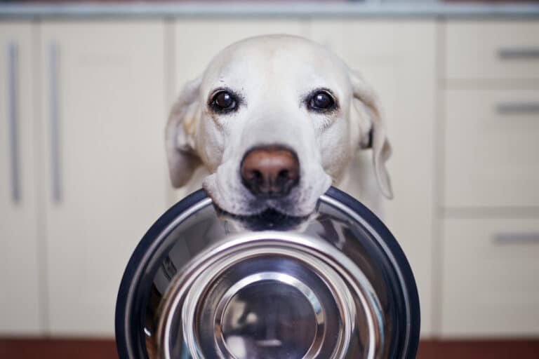 chien qui tient dans sa gueule une gamelle en inox