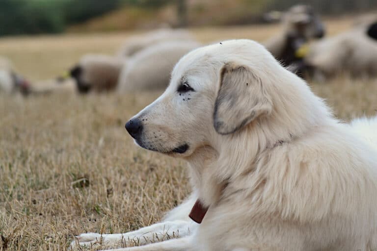 chien de berger