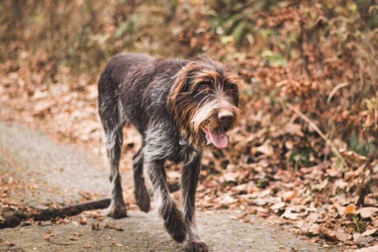 chien barbu tchèque
