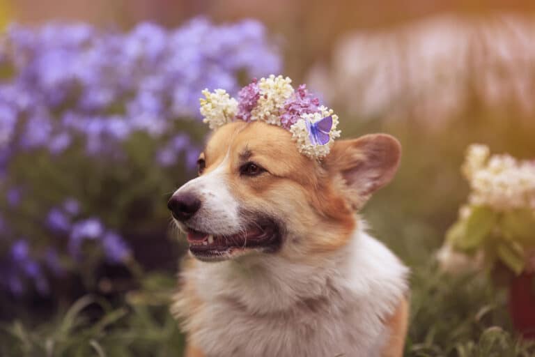 Chien de race Corgi Welsh Cardigan avec une couronne de fleurs