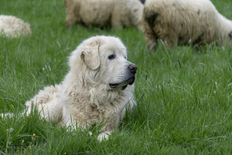 chien Berger de Podhale