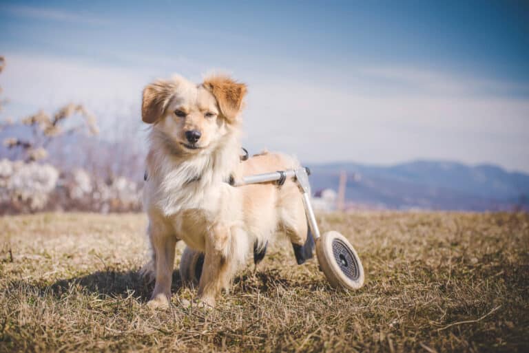 adorable petit chien handicapé avec un chariot