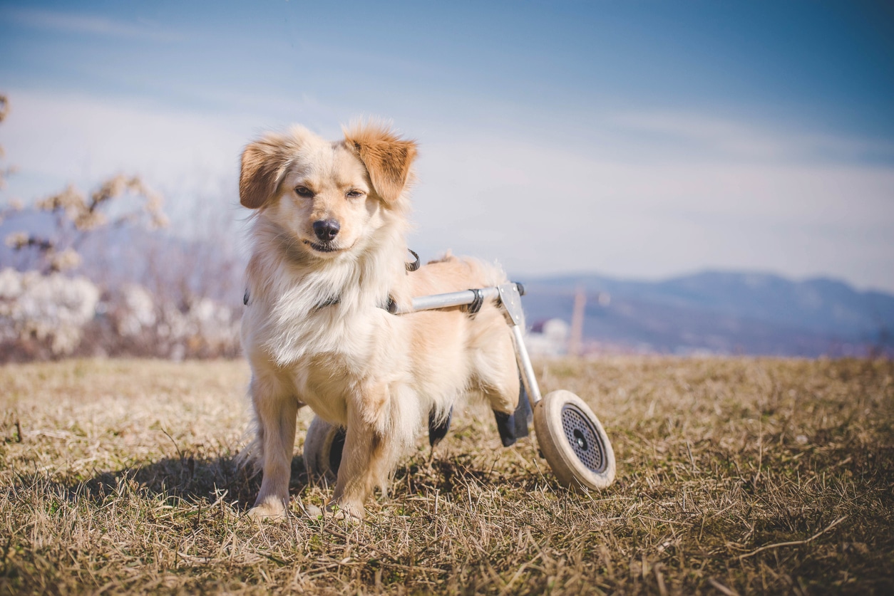 adorable petit chien handicapé avec un chariot