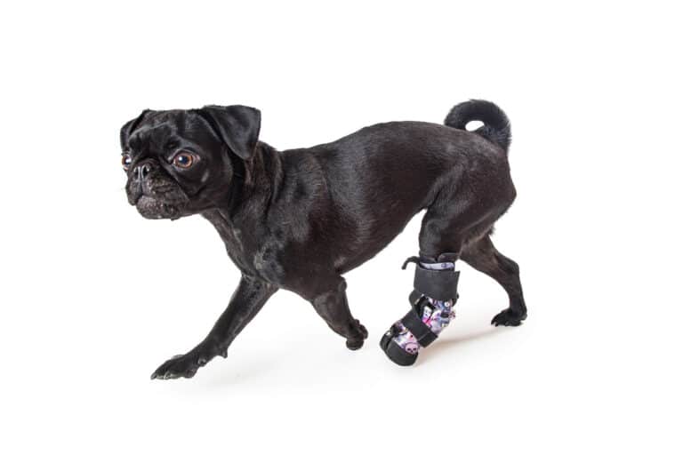 chien avec une attelle à la patte arrière