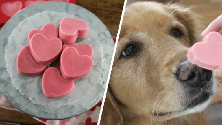 friandises saint valentin pour chien